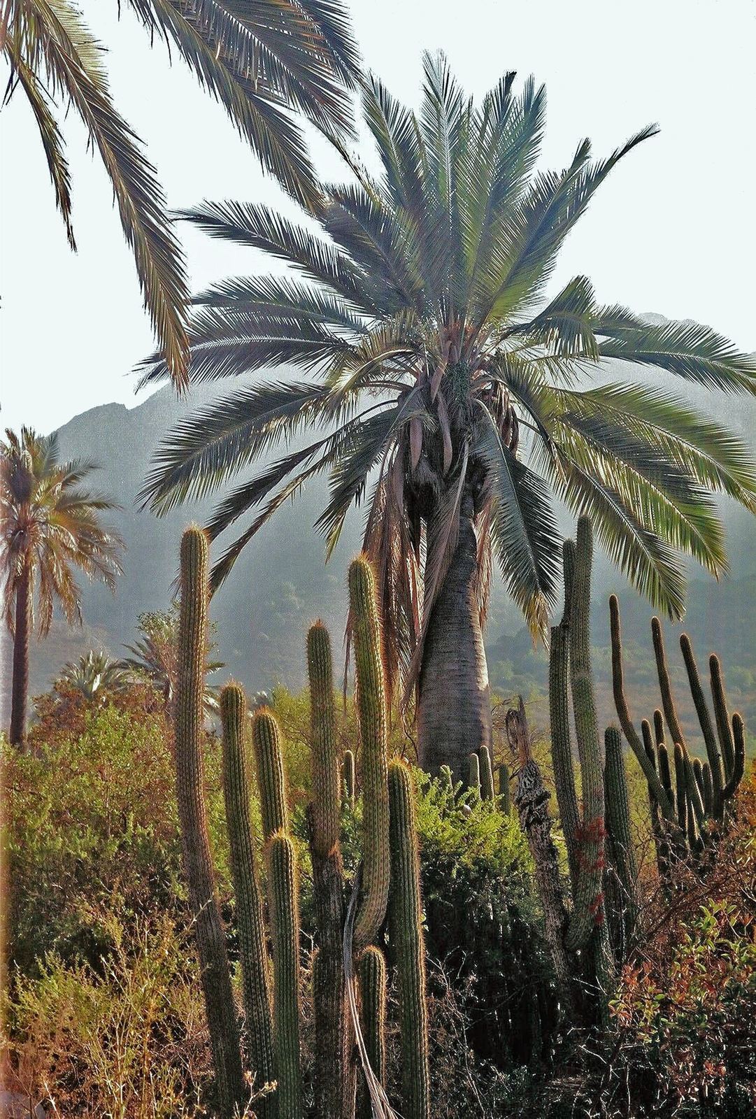 Palma chilena entre cactus quiscos
