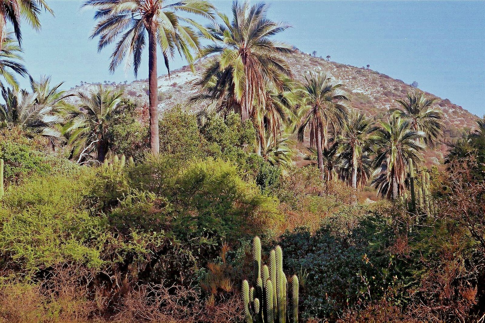 Ladera cubierta de palmas chilenas