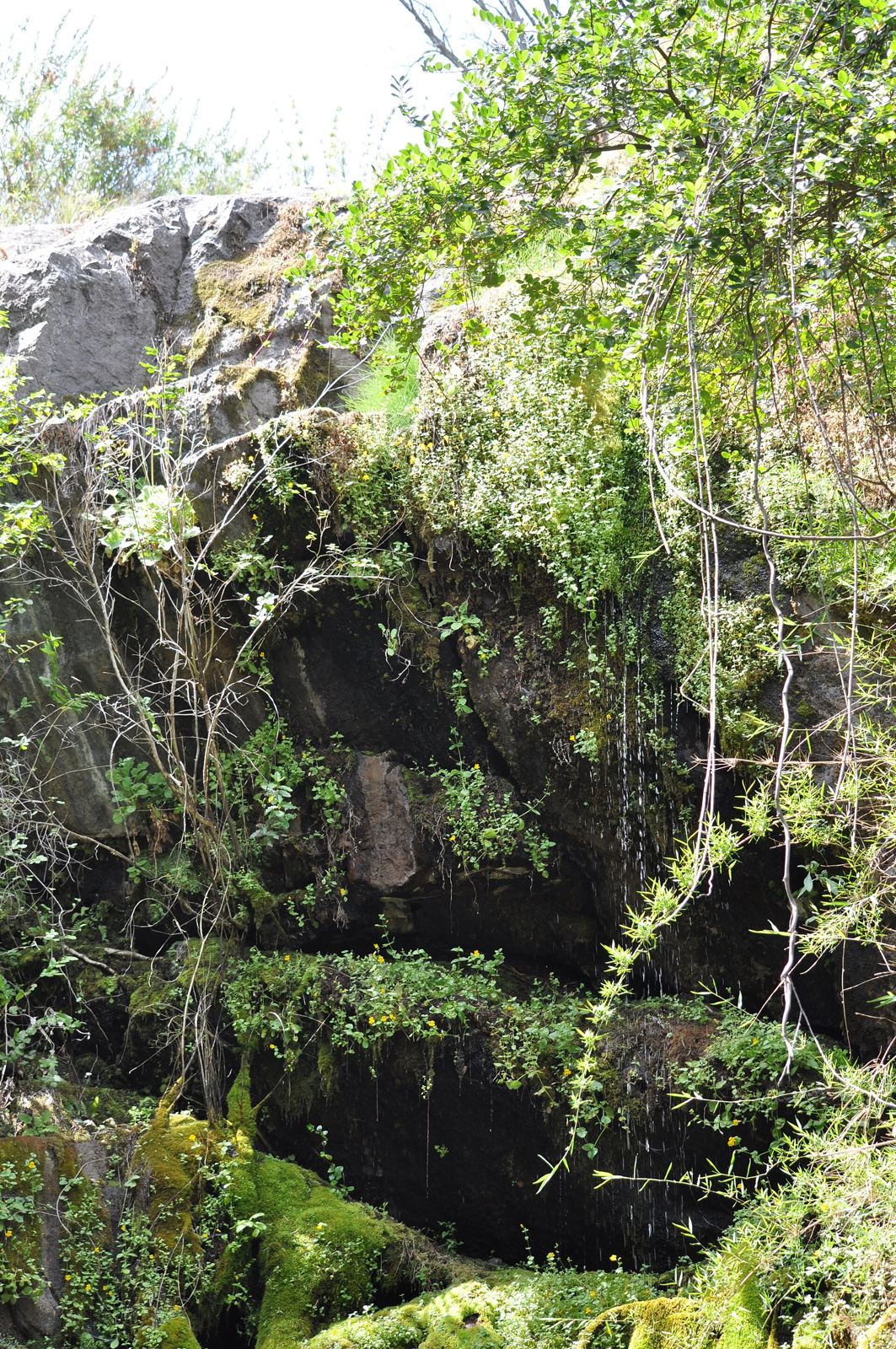 Caída de agua entre rocas y helechos