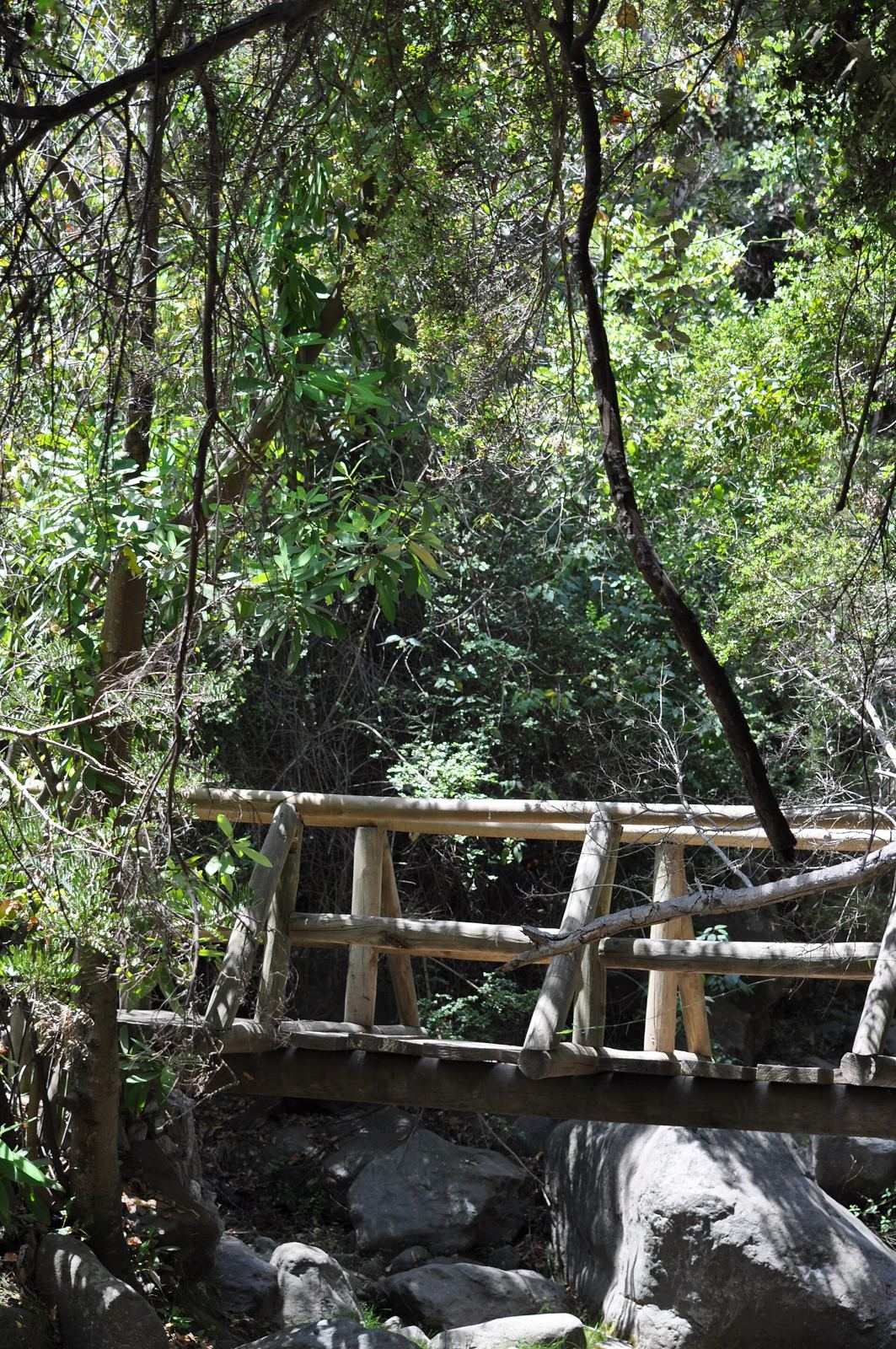 Puente de troncos sobre un estero en el bosque del Sendero del Andinista
